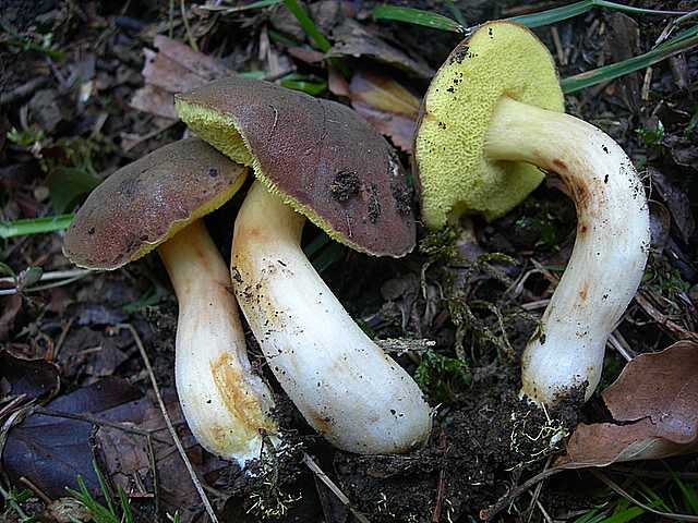 La flora micologica oltre i 1000 m.